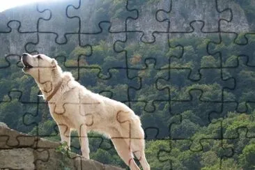 a Dog jigsaw puzzle