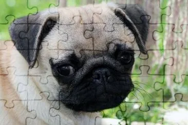 Cucciolo di Pug