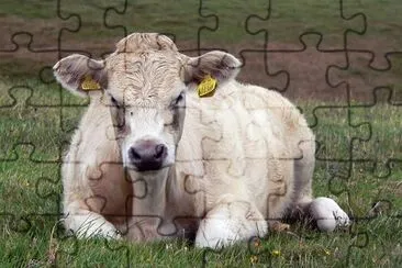 Vache