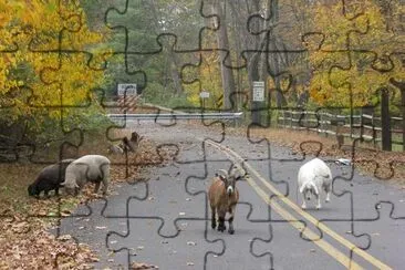 Farm Animals jigsaw puzzle