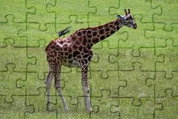 Giraffa