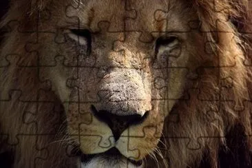 Lion jigsaw puzzle