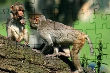 Rhesus Monkeys jigsaw puzzle