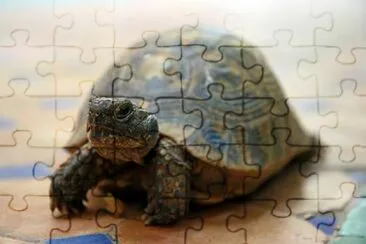 Turtle jigsaw puzzle