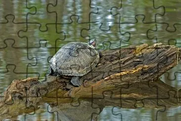 Tortue sur journal de cyprès