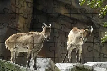 Capricorn jigsaw puzzle