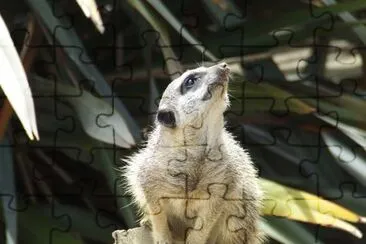 Meerkat