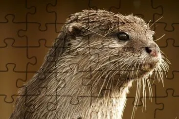 Otter jigsaw puzzle