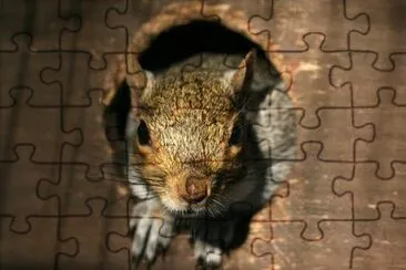 Squirrel jigsaw puzzle