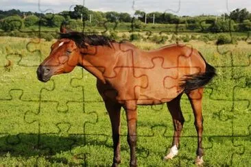 Arabian Horse jigsaw puzzle