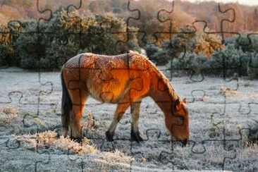 Frosty Pony jigsaw puzzle