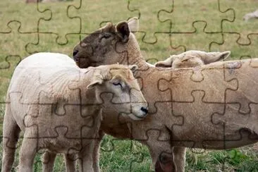 a Sheep jigsaw puzzle