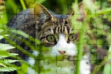 a Cat jigsaw puzzle