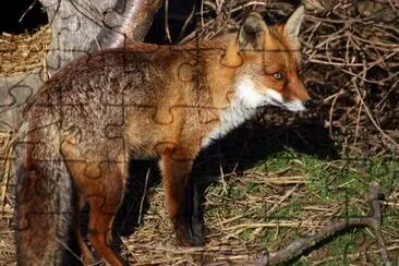 a Fox jigsaw puzzle