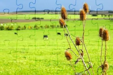 Green pasture jigsaw puzzle