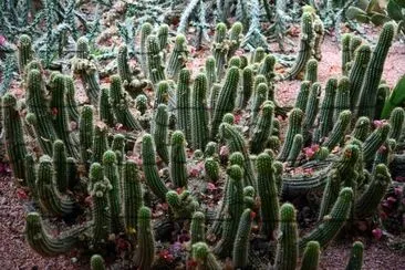 Cactus Garden, Marrakech, Morocco jigsaw puzzle