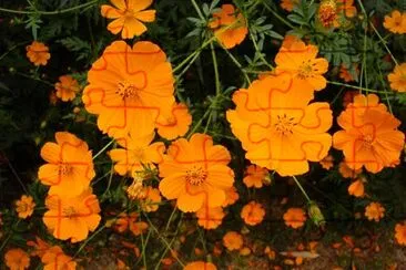 Orange flower jigsaw puzzle