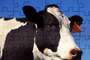 Cow jigsaw puzzle