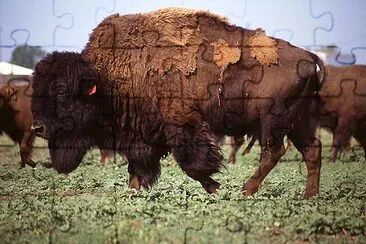 Bison jigsaw puzzle