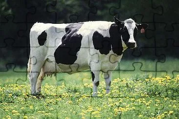 Dairy cow jigsaw puzzle