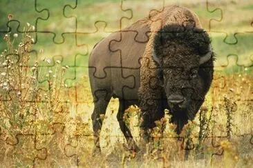 Buffalo jigsaw puzzle