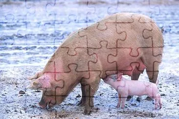 Sow with piglet jigsaw puzzle