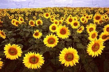 Sunflowers in Fargo North Dakota jigsaw puzzle