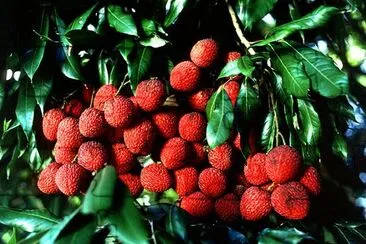 Litschis, Litchi chinensis