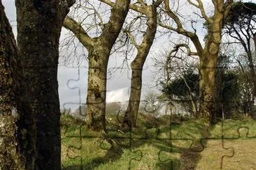 Дърво в Западен Корк Ирландия, Корк, Ирландия