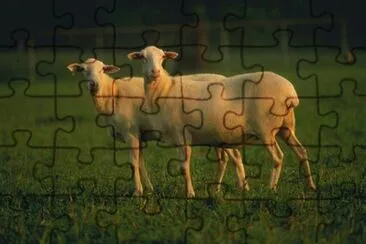 St. Croix hair sheep jigsaw puzzle