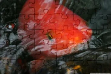 a Fish jigsaw puzzle