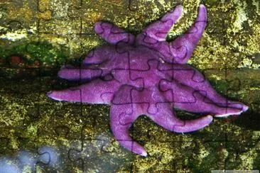 Starfish jigsaw puzzle