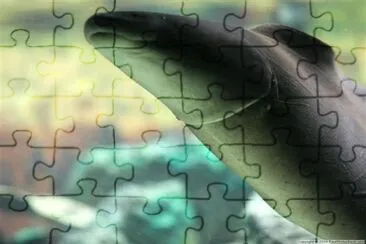 a Fish jigsaw puzzle