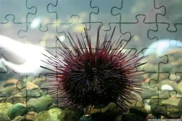 a Fish jigsaw puzzle