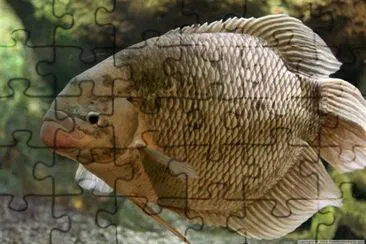 a Fish jigsaw puzzle