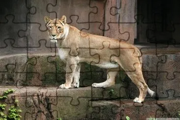 a Lion jigsaw puzzle