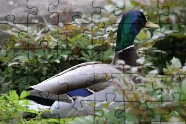 a Duck jigsaw puzzle