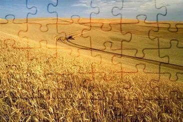 Wheat harvest on the Palouse jigsaw puzzle