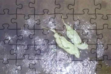 a Pond jigsaw puzzle