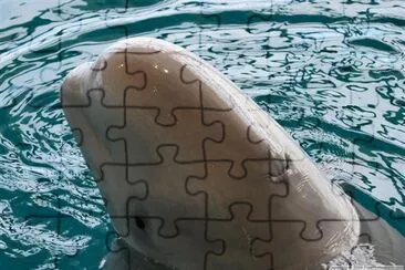 Beluga jigsaw puzzle