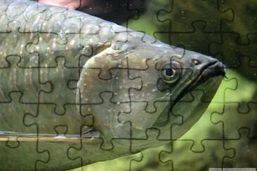 a Fish jigsaw puzzle