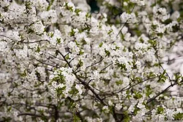 Fiore di primavera