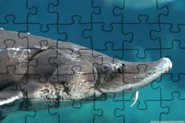 a Fish jigsaw puzzle