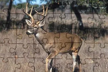 White-tailed deer jigsaw puzzle