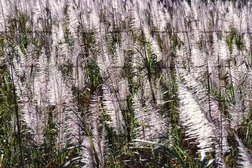 Tasseled sugarcane growing near Canal Point, Florida jigsaw puzzle