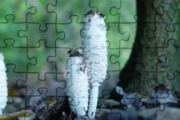 Mushroom jigsaw puzzle