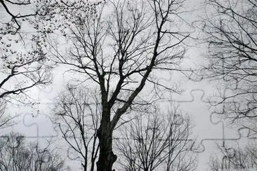 Árbol sin hojas