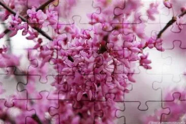 Spring blossom jigsaw puzzle