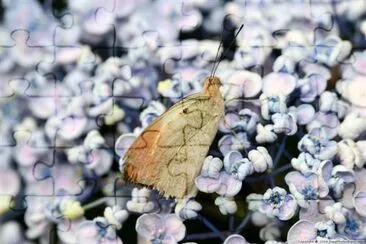 Butterfly jigsaw puzzle