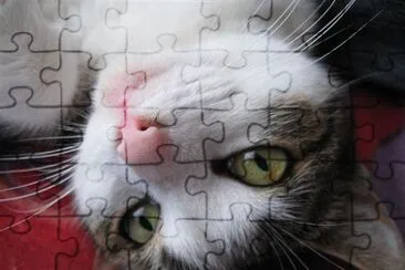 a Cat jigsaw puzzle